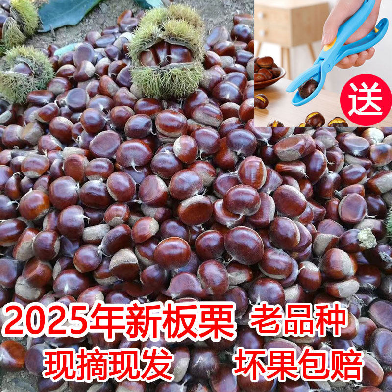 广西香甜粉糯土板栗板栗新鲜现摘