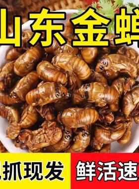 山东大金蝉2026知了猴新鲜蝉蛹活爬叉猴爬蚱野速冻生大号体结了龟