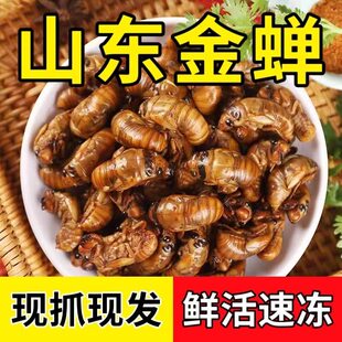 山东大金蝉2026知了猴新鲜蝉蛹活爬叉猴爬蚱野速冻生大号体结了龟