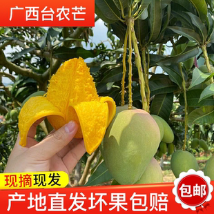 广西田阳田东台农芒新鲜芒果9斤大果当季水果整箱树上熟