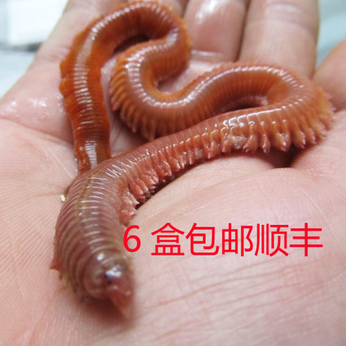 青红海蚯蚓广东6盒包邮顺丰活饵