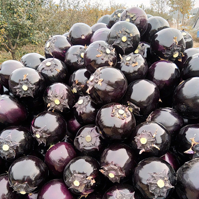 现摘5斤新鲜蔬菜圆茄子