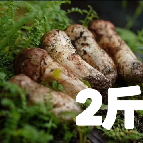 香格里拉大松茸1000g云南新鲜野生食用菌蘑菇精选出口级包邮顺丰