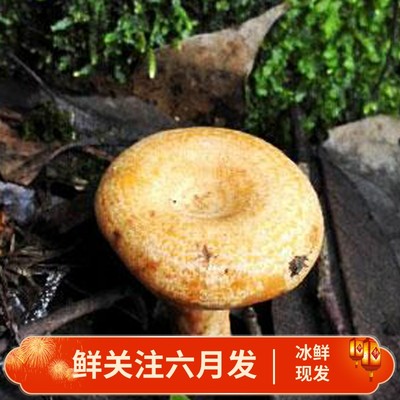 云南深山里野生松茸各种野生