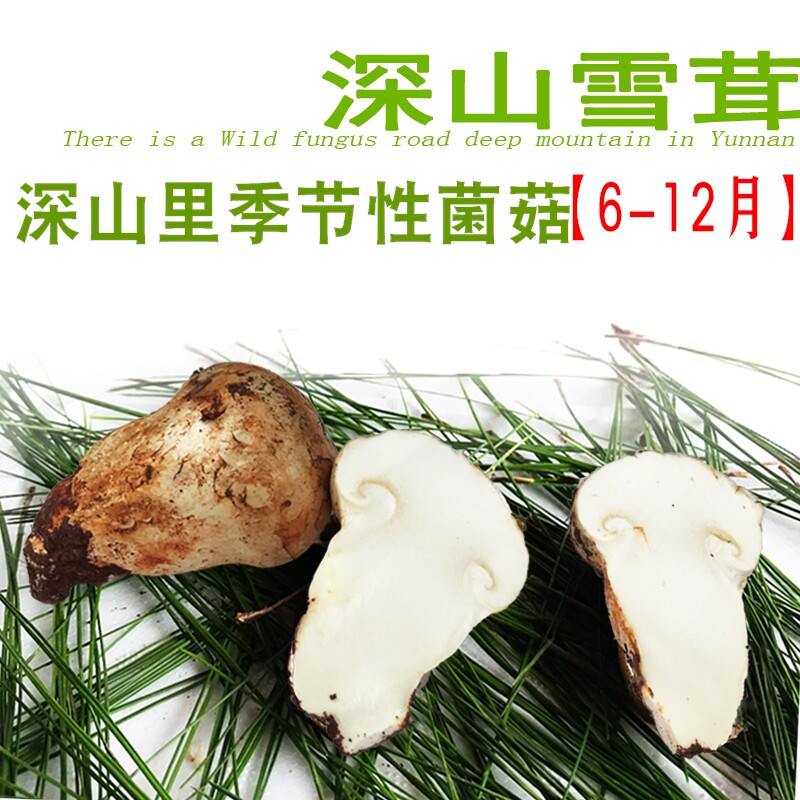 新鲜野生土特产蘑菇雪山老人头菌