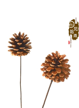 松果天然云南拍摄道具装饰花