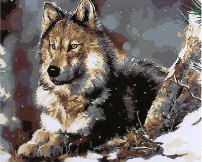 受寒受冻的狼diy数字油画