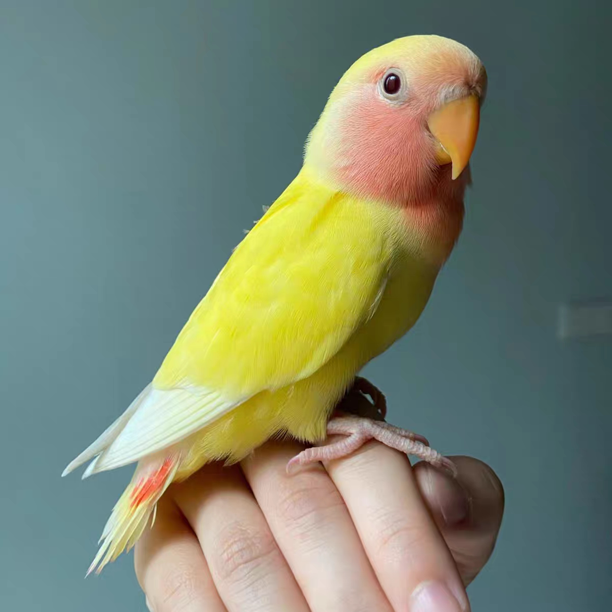 手养半毛牡丹鹦鹉黄桃绿桃雏鸟紫罗兰银顶小鸟会说话活鸟宠物亲人