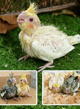 手养半毛玄凤鹦鹉雏鸟活鸟亲人好上手宠物原始灰黄化珍珠玄凤小鸟