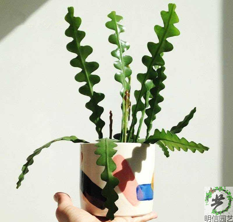 Fishbone Nopalxochia Succulent plants Sawtooth Cactus Department Epiphyllum Flowers and herbs Potted plantin the Flower delivery/Flowers simulation/Plants gardening , Flowers/Potted plants (New) , Plants  category - from Buy2taobao.com to provide professional Taobao agent buy service
