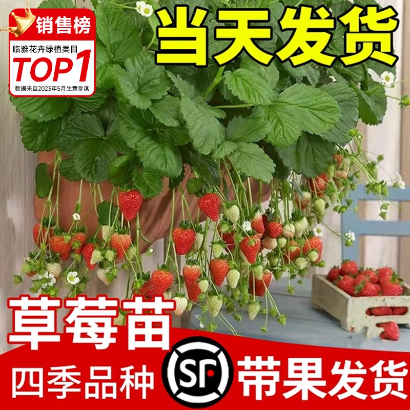 奶油草莓苗盆栽带盆带土可食用红颜章姬天使四季结果阳台种植新苗
