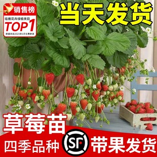 奶油草莓苗盆栽带盆带土可食用红颜章姬天使四季结果阳台种植新苗
