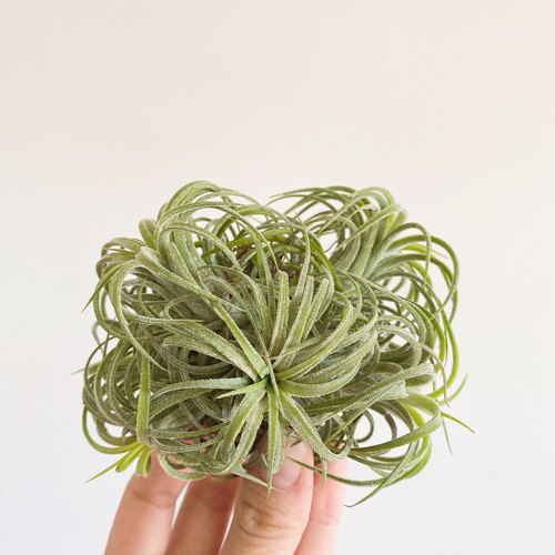 空气凤梨泰国精灵植物桌面悬挂