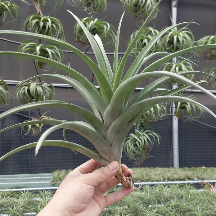 吸甲醛绿植空气凤梨办公室盆栽