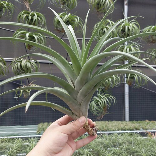 吸甲醛绿植空气凤梨办公室盆栽