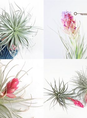 不梨不弃棉花糖悬挂无土垂吊花卉