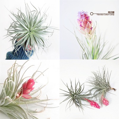 不梨不弃棉花糖悬挂无土垂吊花卉