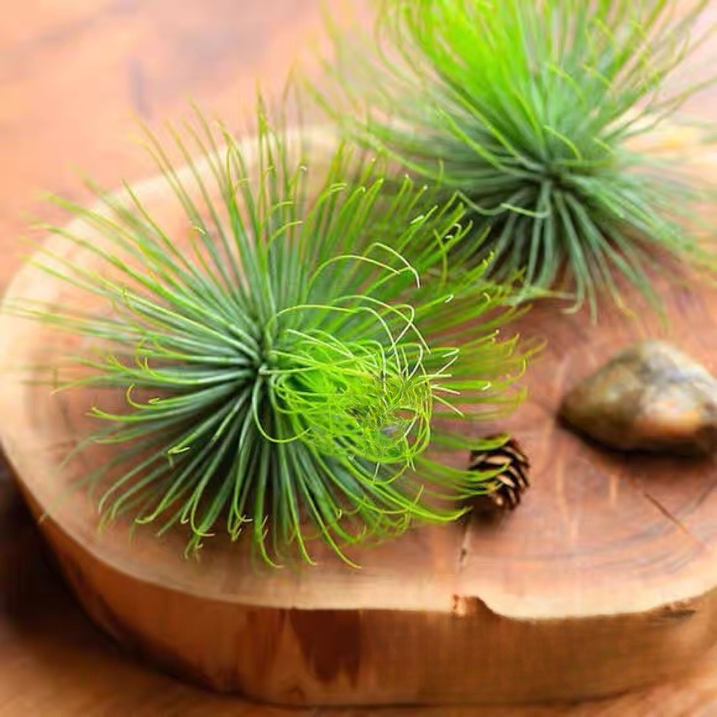 不梨不弃空气凤梨宝石无土植物