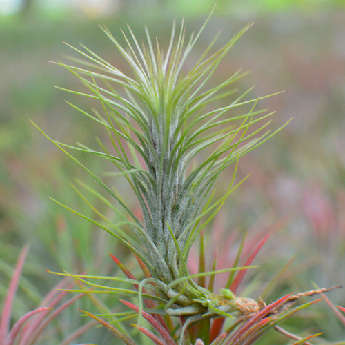 空气凤梨狐狸尾巴针叶系无土植物