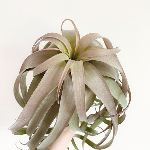 常年婚姻稀有品种空气凤梨