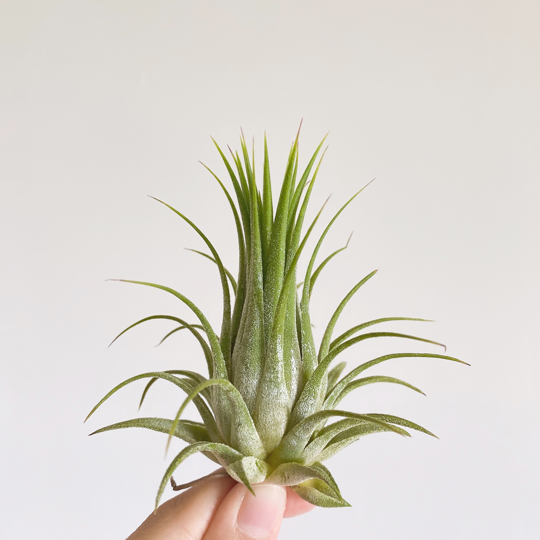 绿植花卉无土植物空气凤梨