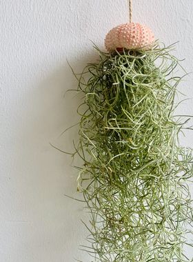 空气凤梨 无土植物+DIY粉海胆壳吊挂组合 墙面装饰橱窗背景挂饰