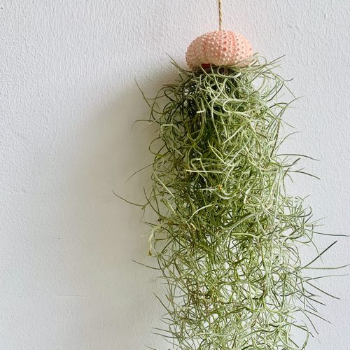 空气凤梨 无土植物+DIY粉海胆壳吊挂组合 墙面装饰橱窗背景挂饰