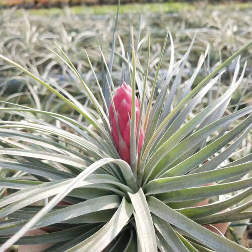 空气凤梨阳台吸甲醛满50-5