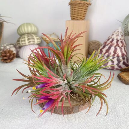 空气凤梨 福果精灵群生（7-10头） 无土植物花卉桌面盆栽