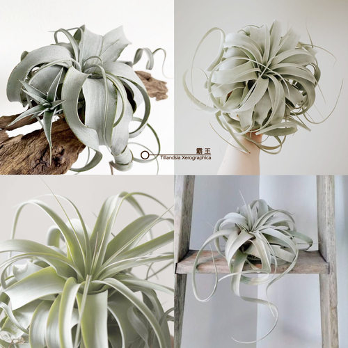 无土植物空气凤梨霸王好看易养