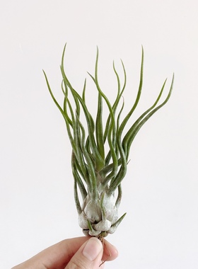 空气凤梨 章鱼x电卷 showtime 稀有品种植物花卉盆栽绿植