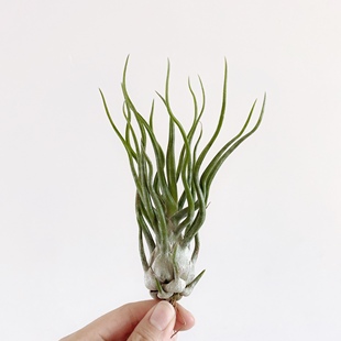 空气凤梨 章鱼x电卷 showtime 稀有品种植物花卉盆栽绿植