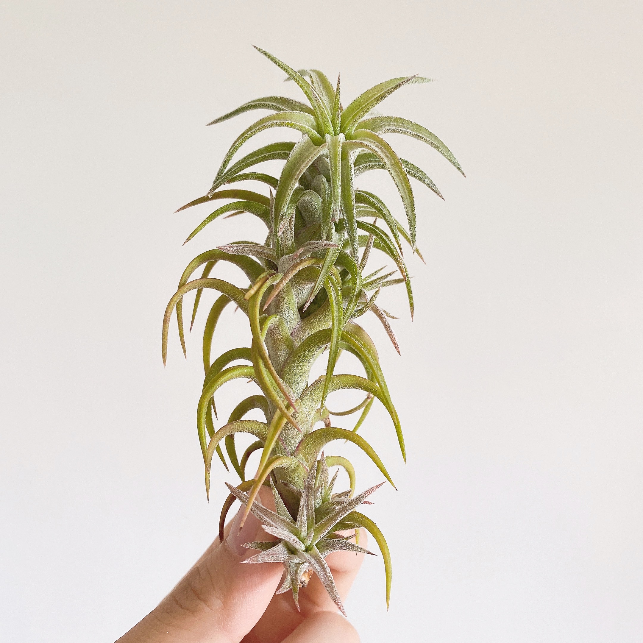 空气凤梨龙脊无土植物盆栽绿植