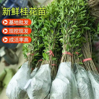 独杆四季桂花盆栽庭院室外阳台绿植花卉浓香型月月桂盆景开花不断