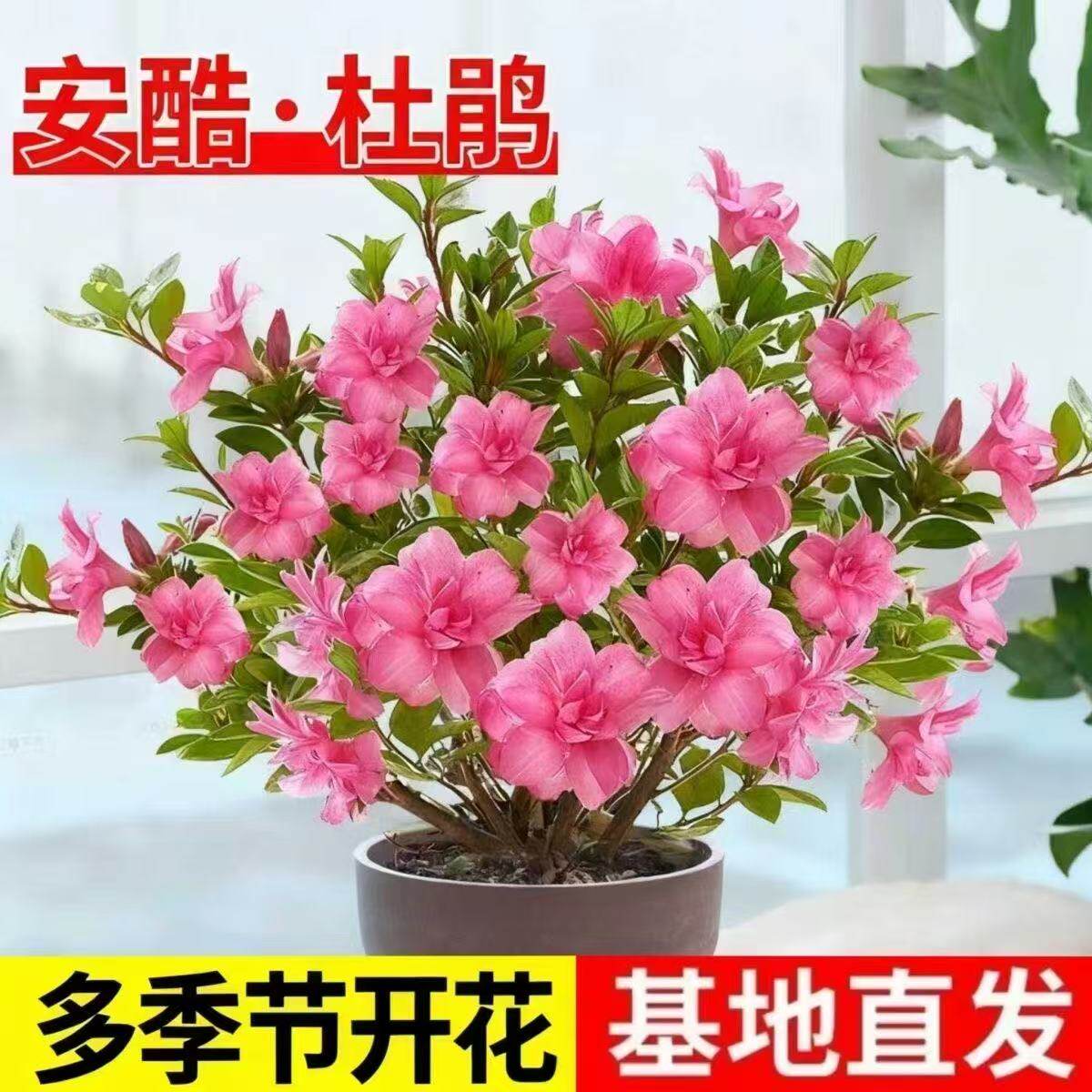 安酷杜鹃盆栽四季开花耐寒耐热庭院阳台花卉好养易活绿植矮婆鹃