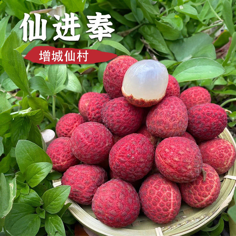 广州正宗增城仙村老树仙进奉荔枝果园现摘现发新鲜水果顺丰空运