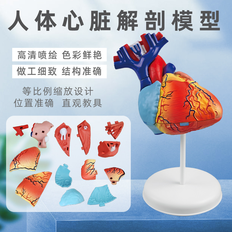 人体心脏解剖模型可拆卸医学教学教具仿真人体器官模型科教玩具