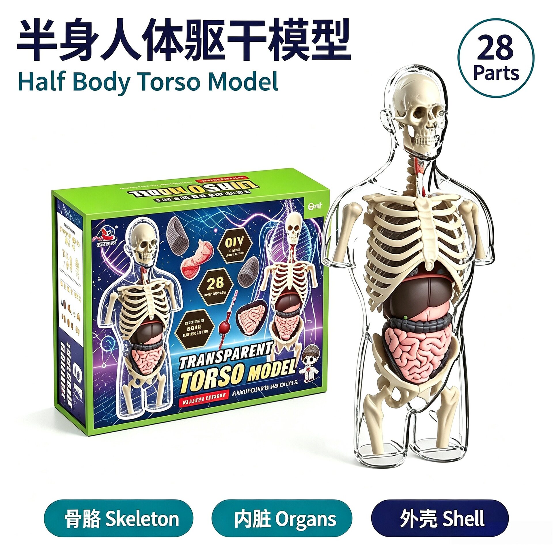 严选半身人体结构模型器官认知小初中生物教学透明可拆卸拼装玩具