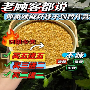 食用辣椒籽起宝家不辣的辣椒子可炒制网红香酥辣椒籽香椒籽干净