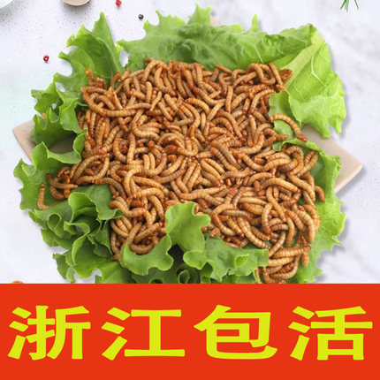 活体面包虫宠物饲料活体黄粉虫蜘蛛守宫饲料仓鼠爬宠饲料
