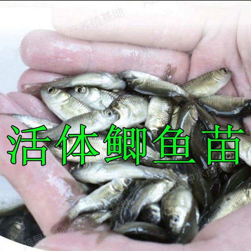 包邮鲫鱼苗活体小鱼苗活鱼鳄龟饲料乌龟开口粮淡水鱼在类目 宠物/宠物食品及用品, 水族世界, 鱼中 - 来自Buy2taobao.com提供专业的淘宝代购服务