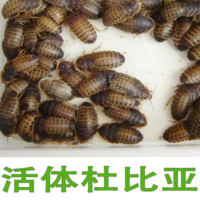杜比亚蟑螂活体活虫守宫龙鱼龟粮饲料