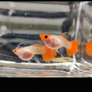 孔雀鱼红头玻璃猫短体大C鱼苗 深海蓝贵族玻璃猫