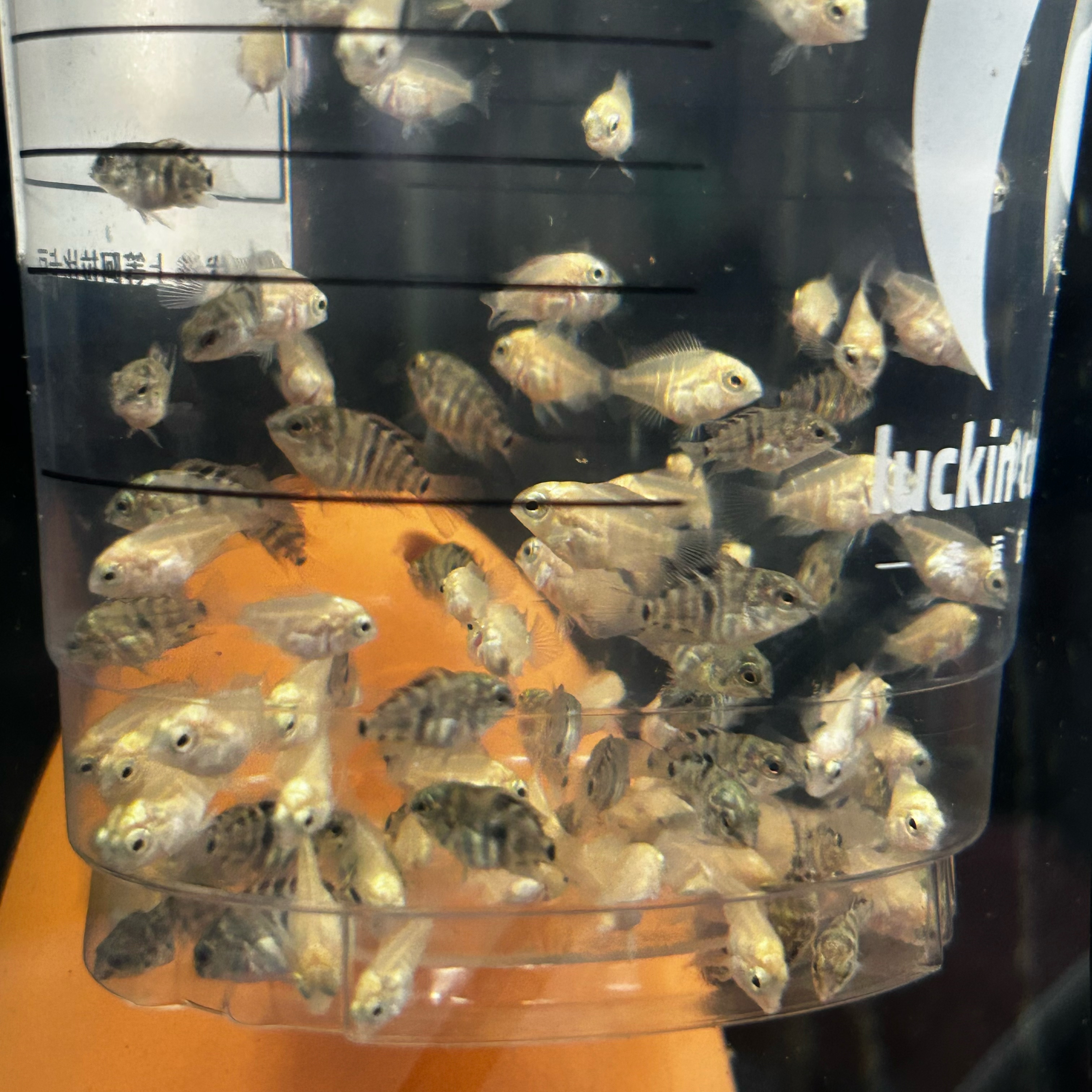 迷你鹦鹉鱼苗白金宝蓝胭脂粉混色 热带鱼