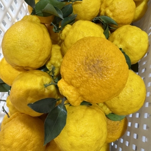 柠檬丑橘耙耙柑付邮费领水果 瑕疵果不售后介意者别拍