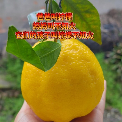 柠檬不知火丑橘现摘现发