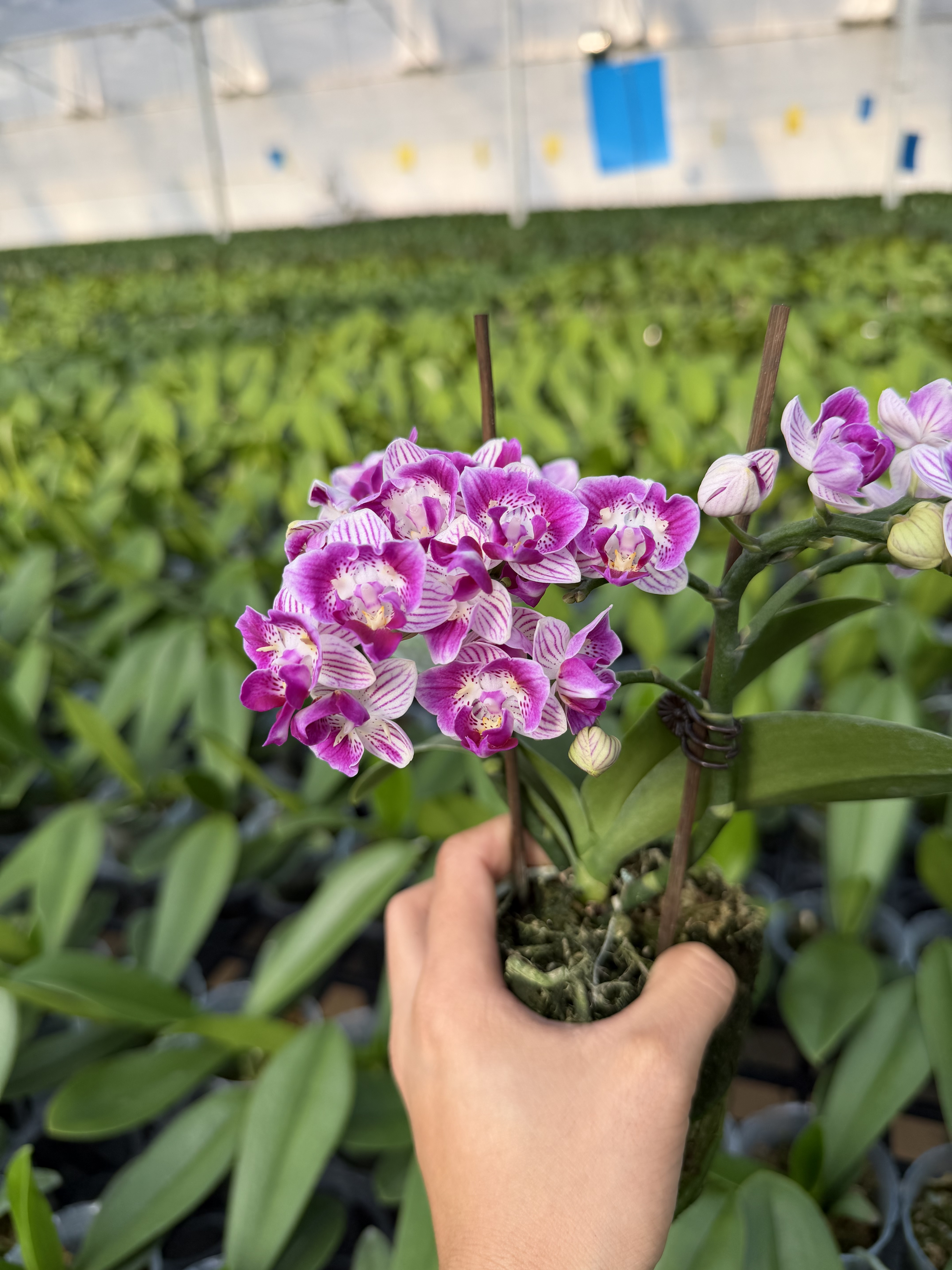 单花剑三唇蕾丝变异三生三世蝴蝶兰3寸加高杯带花苞好养室内花卉