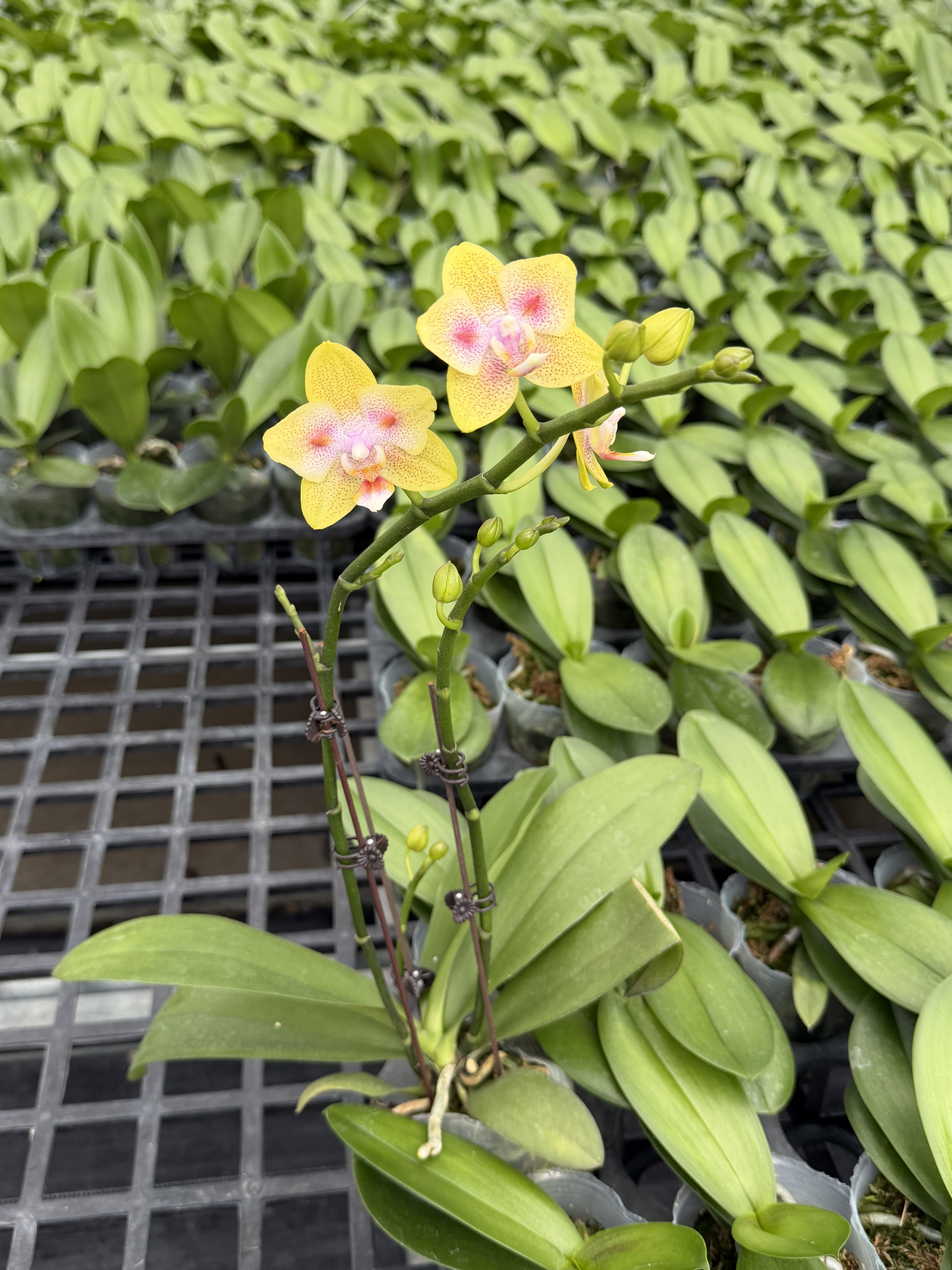 双花剑海绵宝宝自带两眼变异蜡质花耐开蝴蝶兰室内花卉
