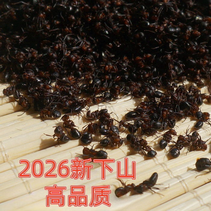 黑蚂蚁干500g长白山蚁拟黑多刺蚁养生大蚁酸非野生黑蚂蚁粉泡酒料