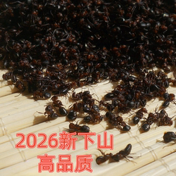 黑蚂蚁干500g长白山蚁拟黑多刺蚁养生大蚁酸非野生黑蚂蚁粉泡酒料